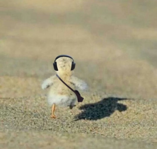 버닝고우고우!! 버닝고우고우!!