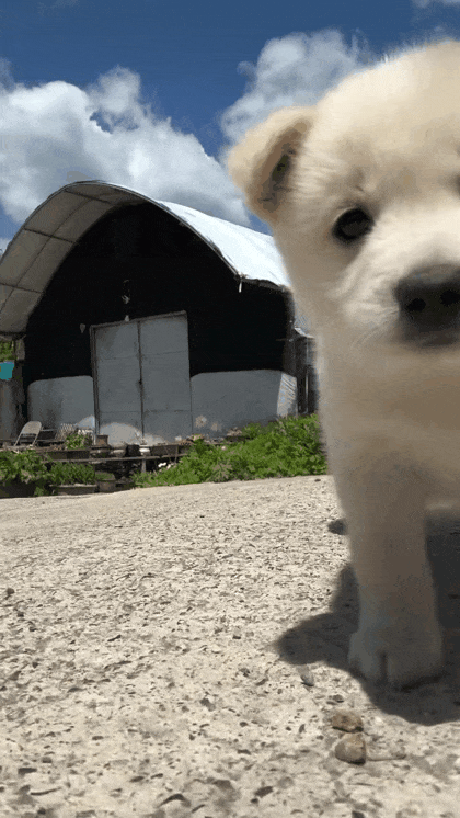 산책가야합니닷!! 산책가야합니닷!!