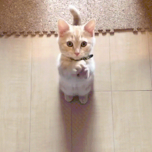 901b68d73816342dd3d8642394e227b1_erSXVOwE_54014a488ffadf9ea9801d81952de6c240c186c8.gif