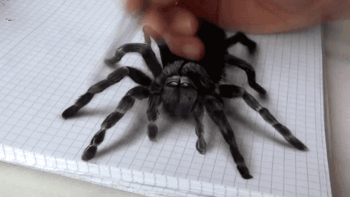 3D그림 거미