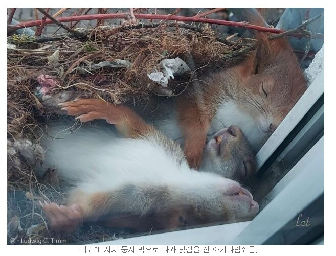 다람쥐 가족 꿀잠 직관