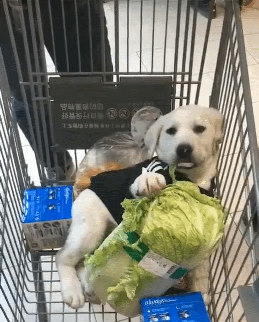 안녕하세영!!! 안녕하세영!!!