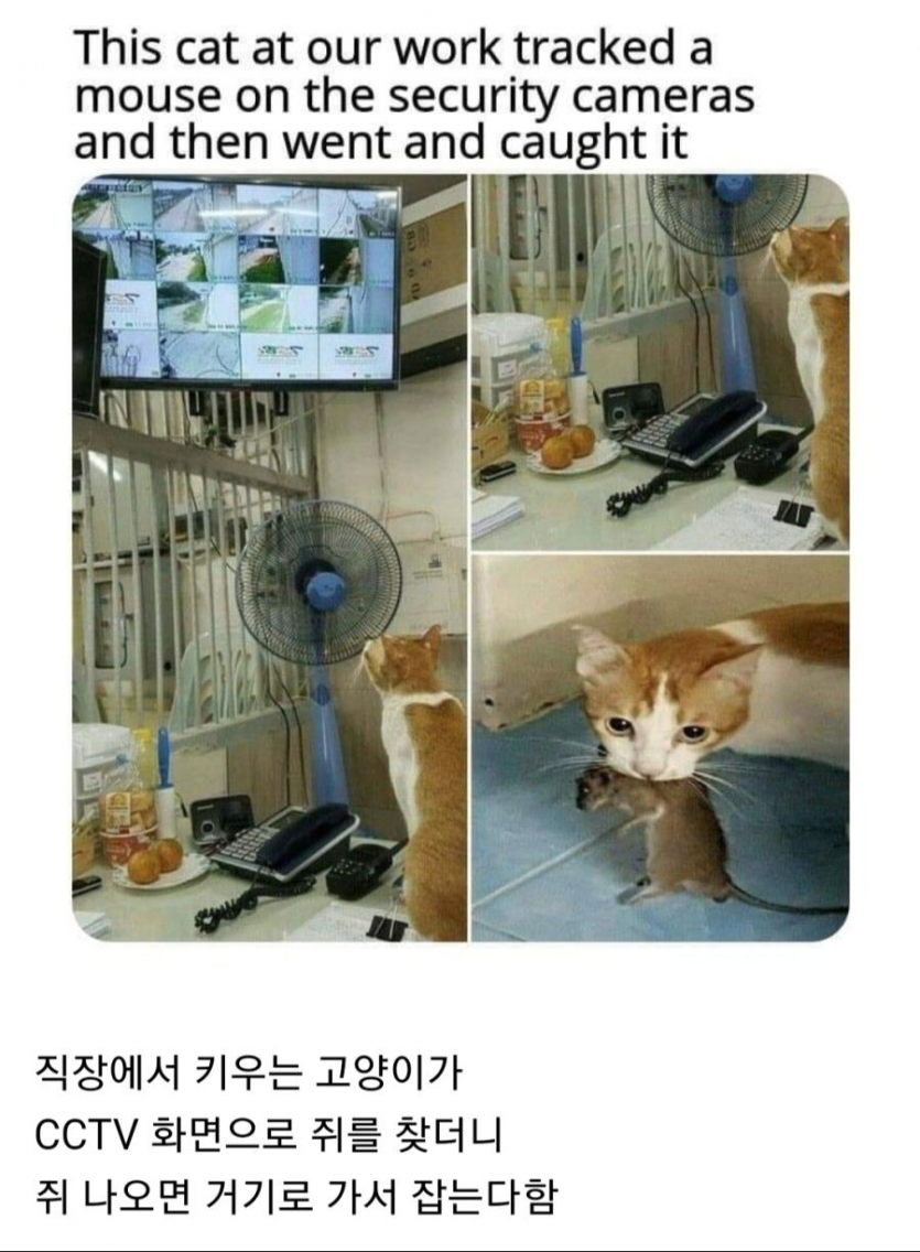 CCTV 활용할 줄 아는 고양이.jpg