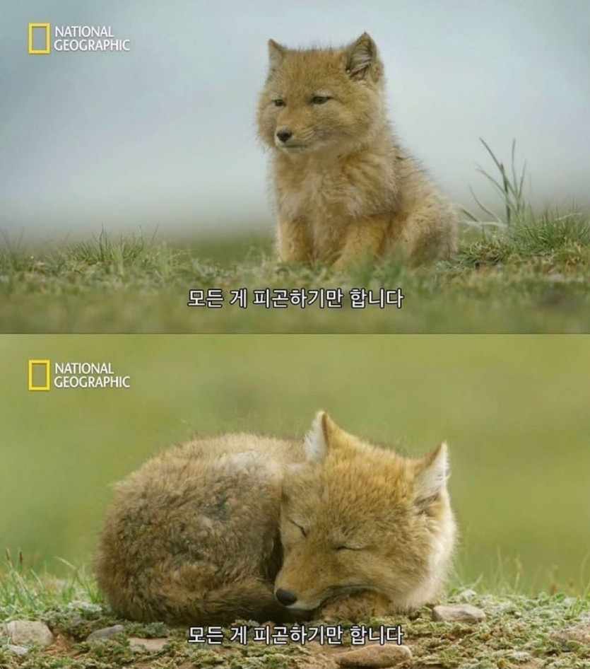 여러분 굿밤이에여!