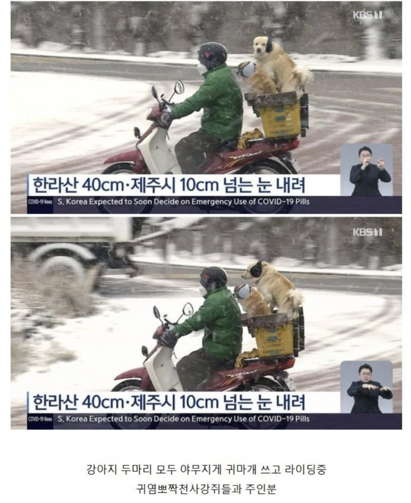 제주도 커여운 댕댕이