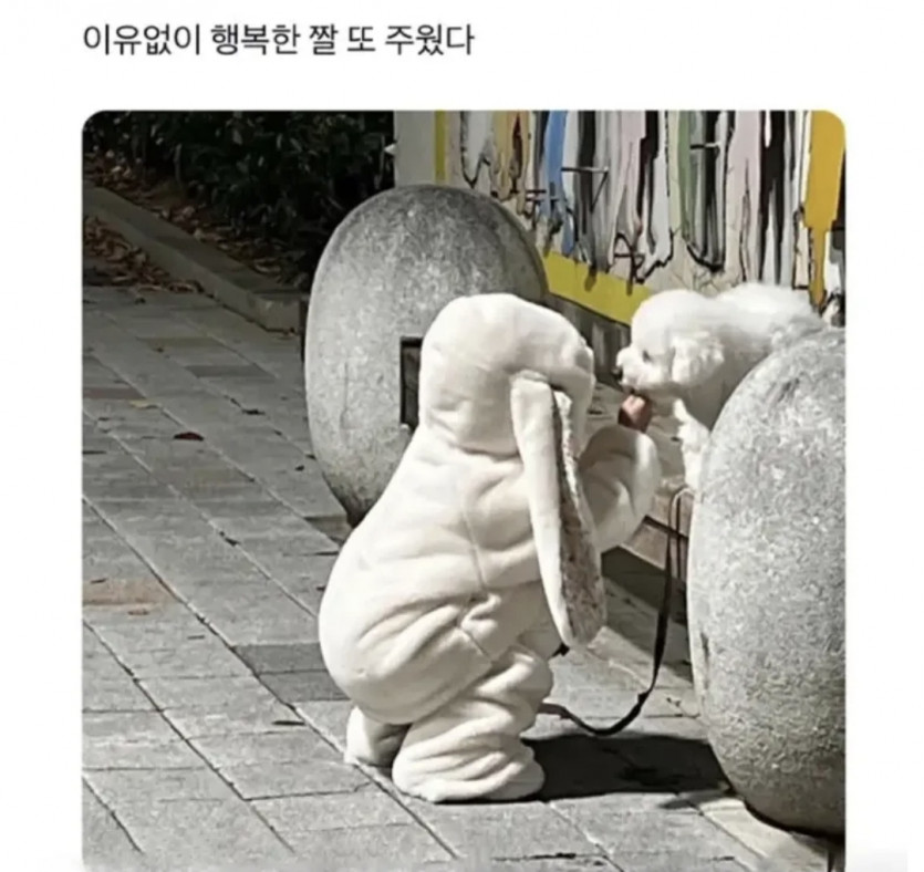 보기만 해도 행복해지는 짤