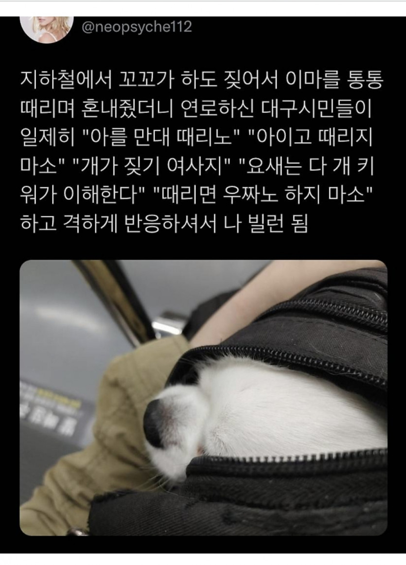 전철에서 강아지 혼냇다가