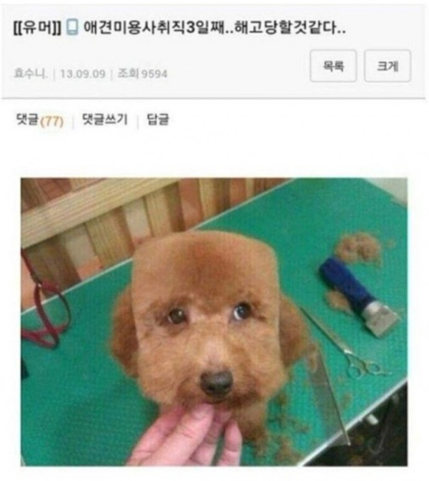 초보 애견미용사