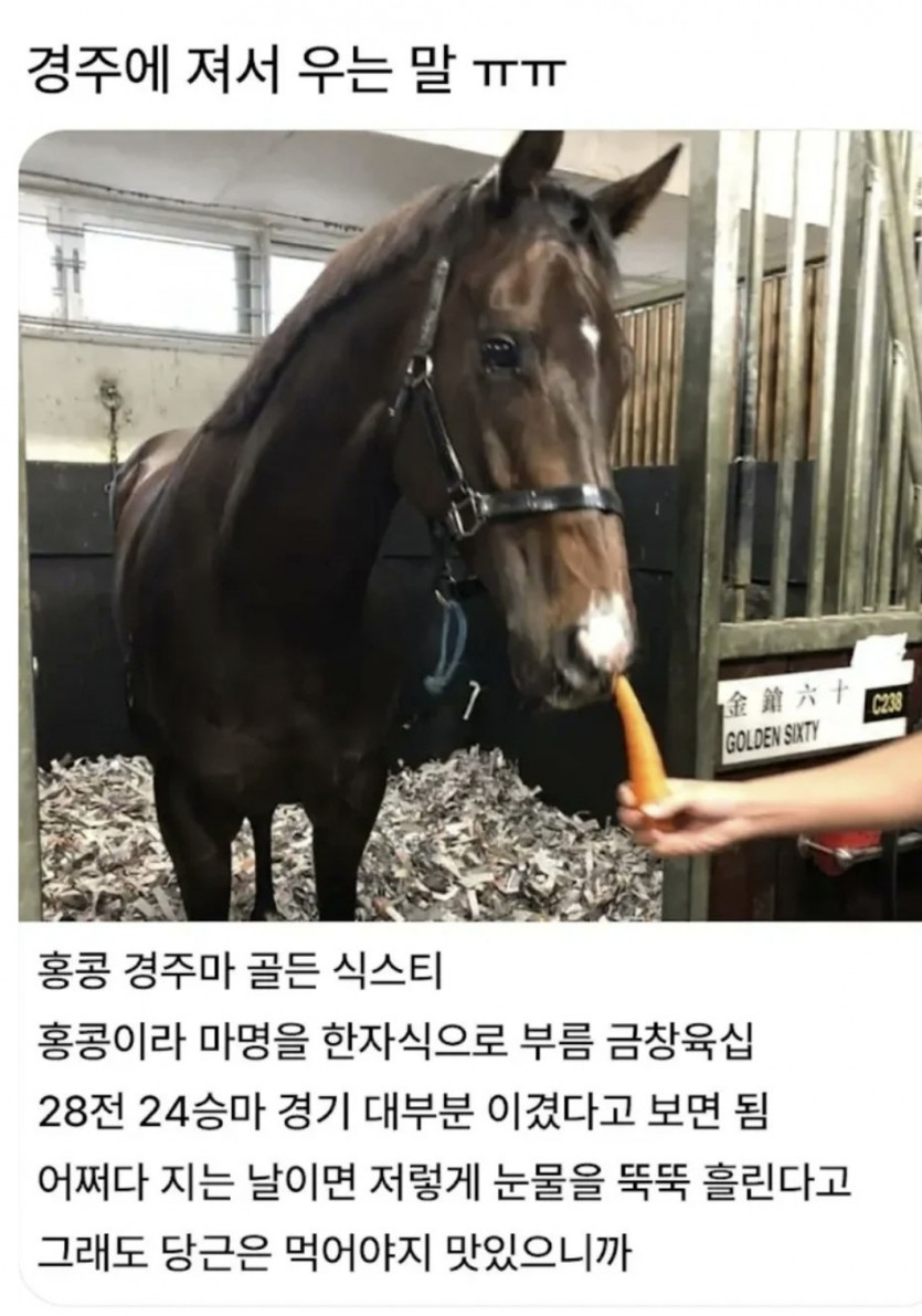 경주에 져서 우는 말