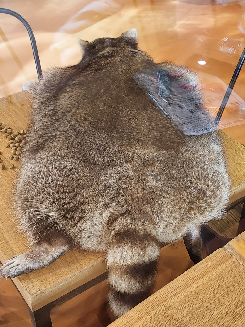 처음으로 라쿤카페 다녀왔습니당!!