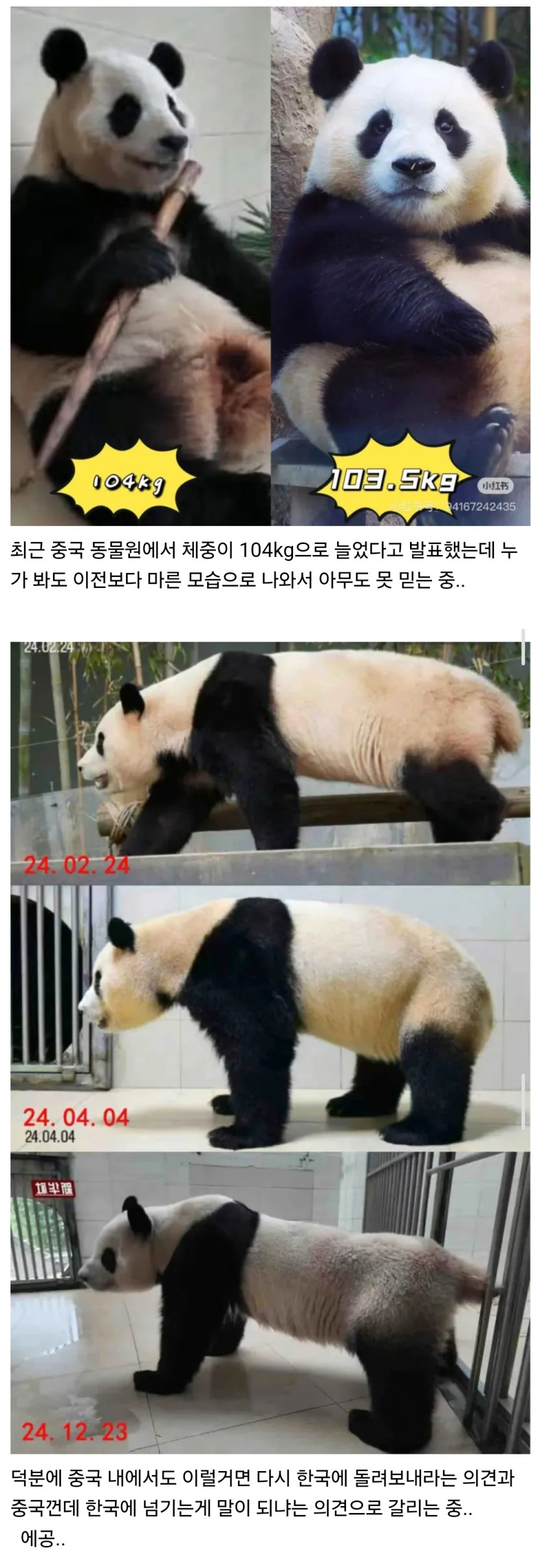 푸바오 근황