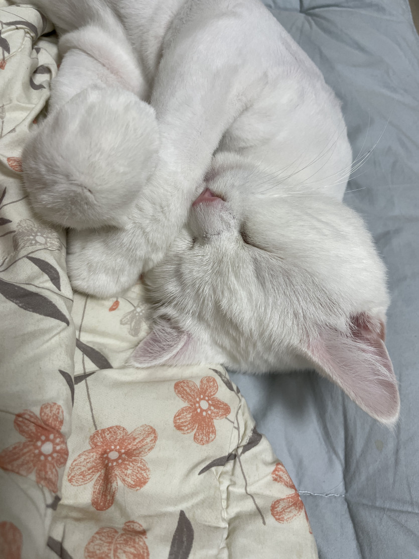 너 고양이 맞아?