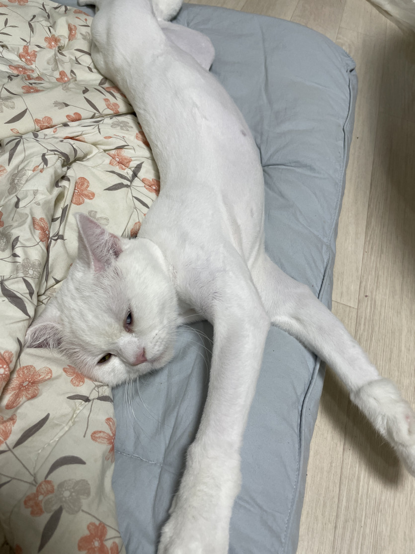 너 고양이 맞아?