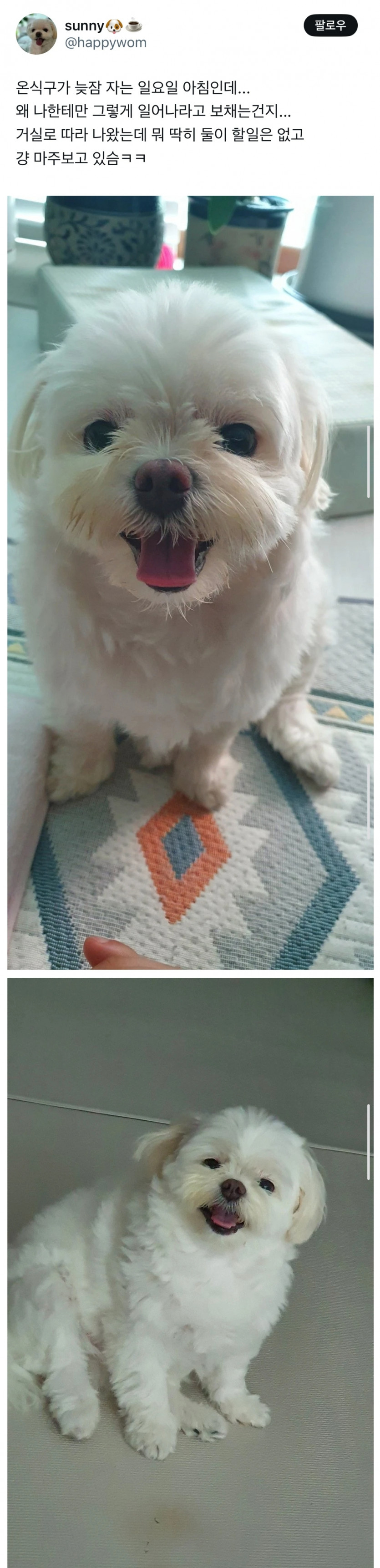 강아지 키우면....