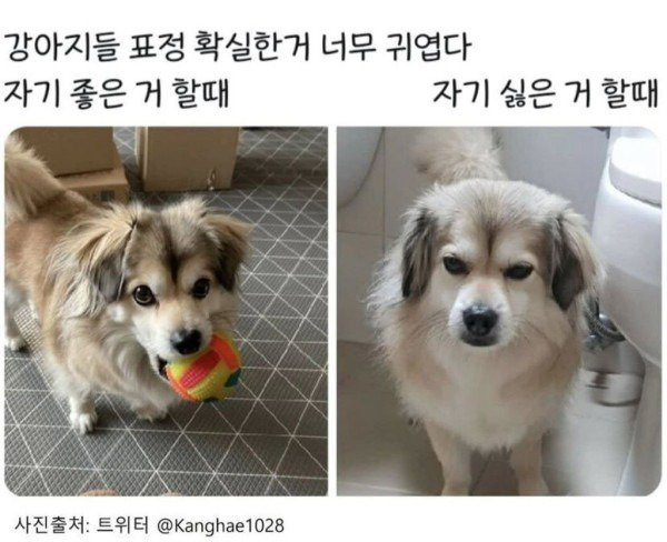 강아지 표정으로 심리 읽는법