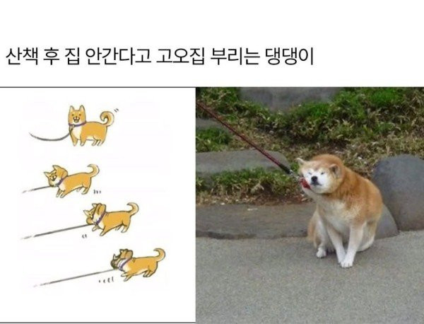 강아지 표정으로 심리 읽는법