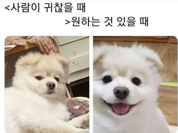 강아지 표정으로 심리 읽는법