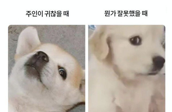 강아지 표정으로 심리 읽는법