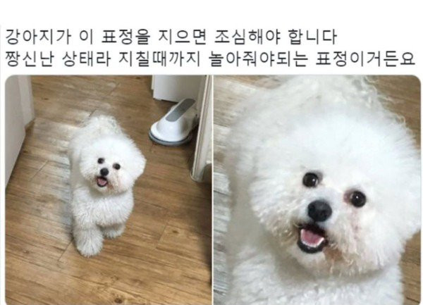 강아지 표정으로 심리 읽는법