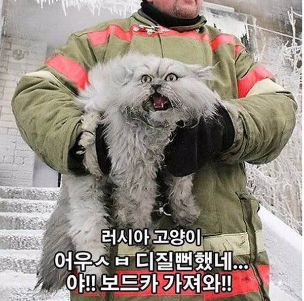 라시아고양이 ㅋㅋ