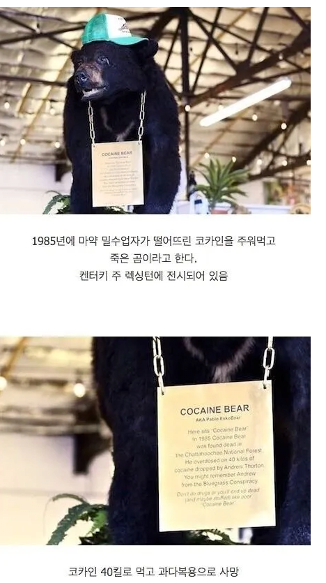 코카인 40kg를 주워먹은 곰의 최후