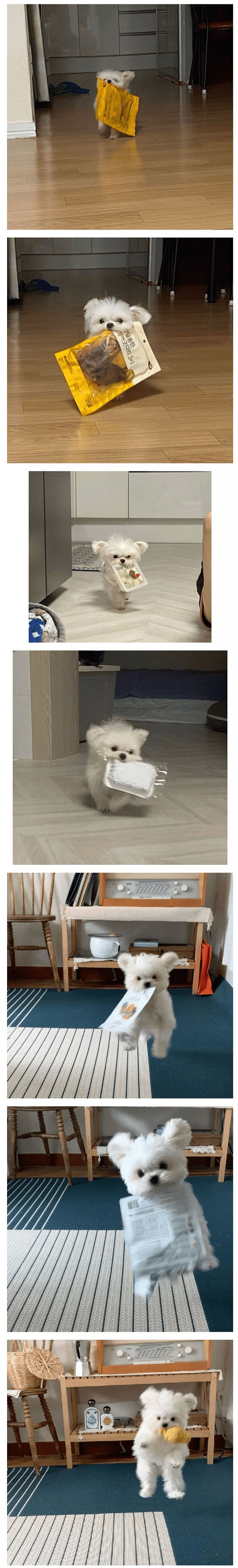 빨리 뜯어달라는 강아지