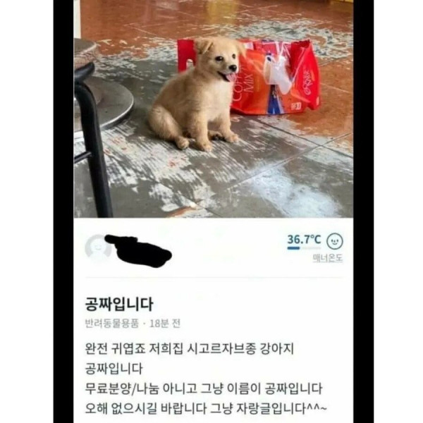 당근마켓에 올라온 공짜 시골 강아지