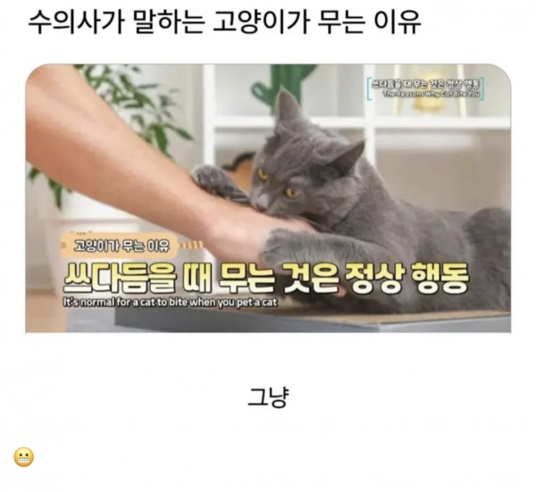 ㅈ냥이