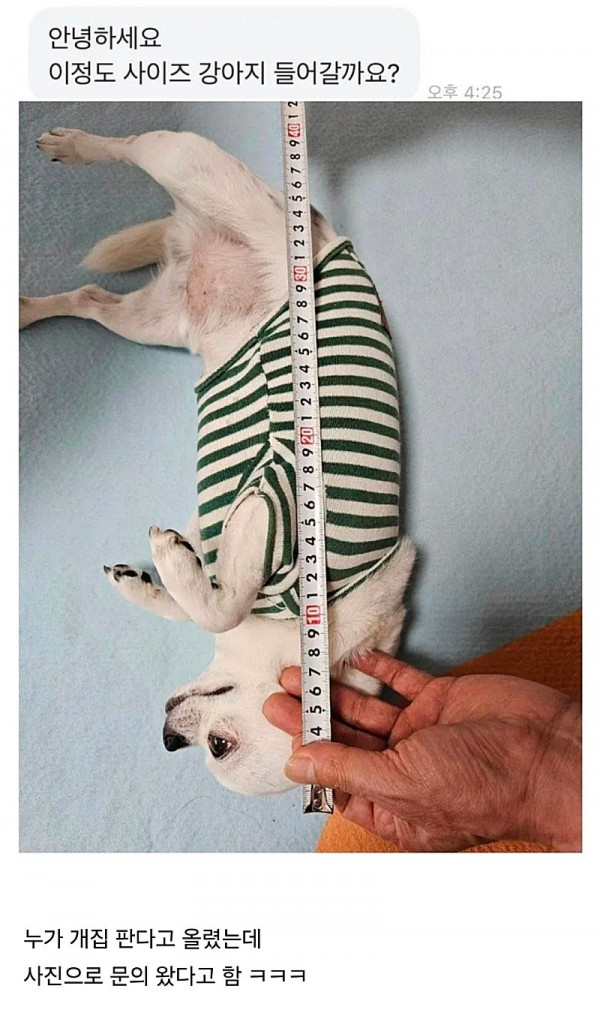 당근마켓 근황