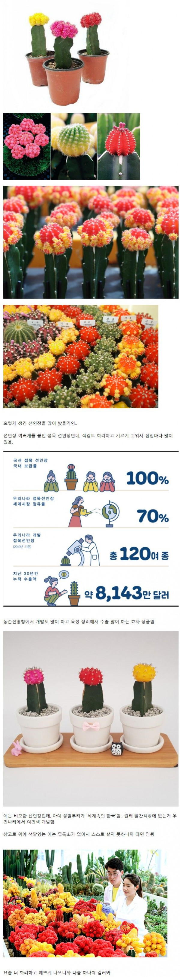 세계 시장 70% 점유하는 한국산 식물.