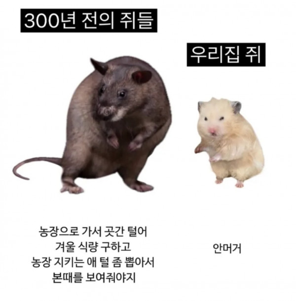 옛날 쥐. 요즘 쥐