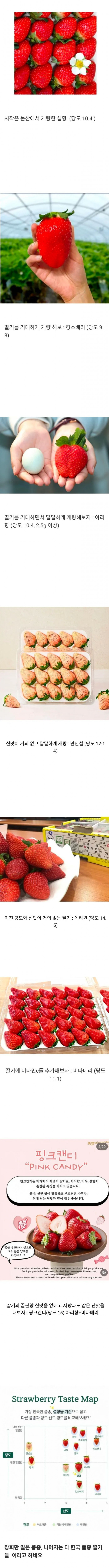 딸기 품종 개량 현황