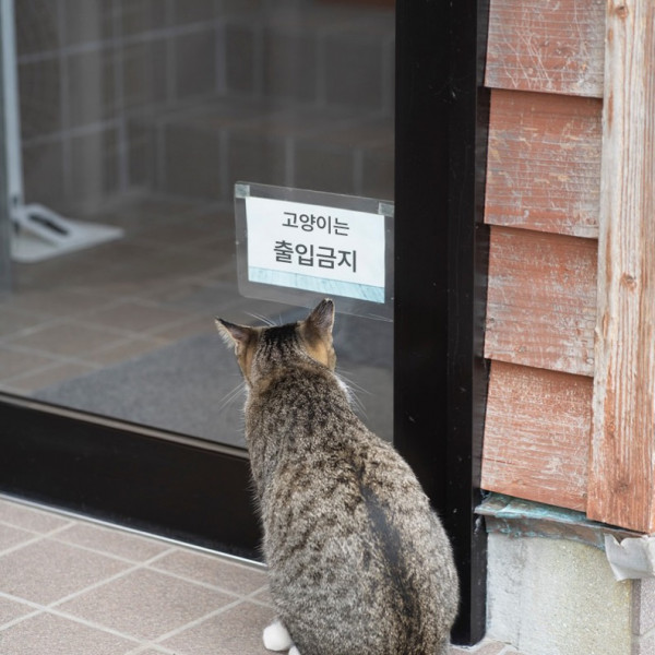 출입금지에 충격받은 고양이