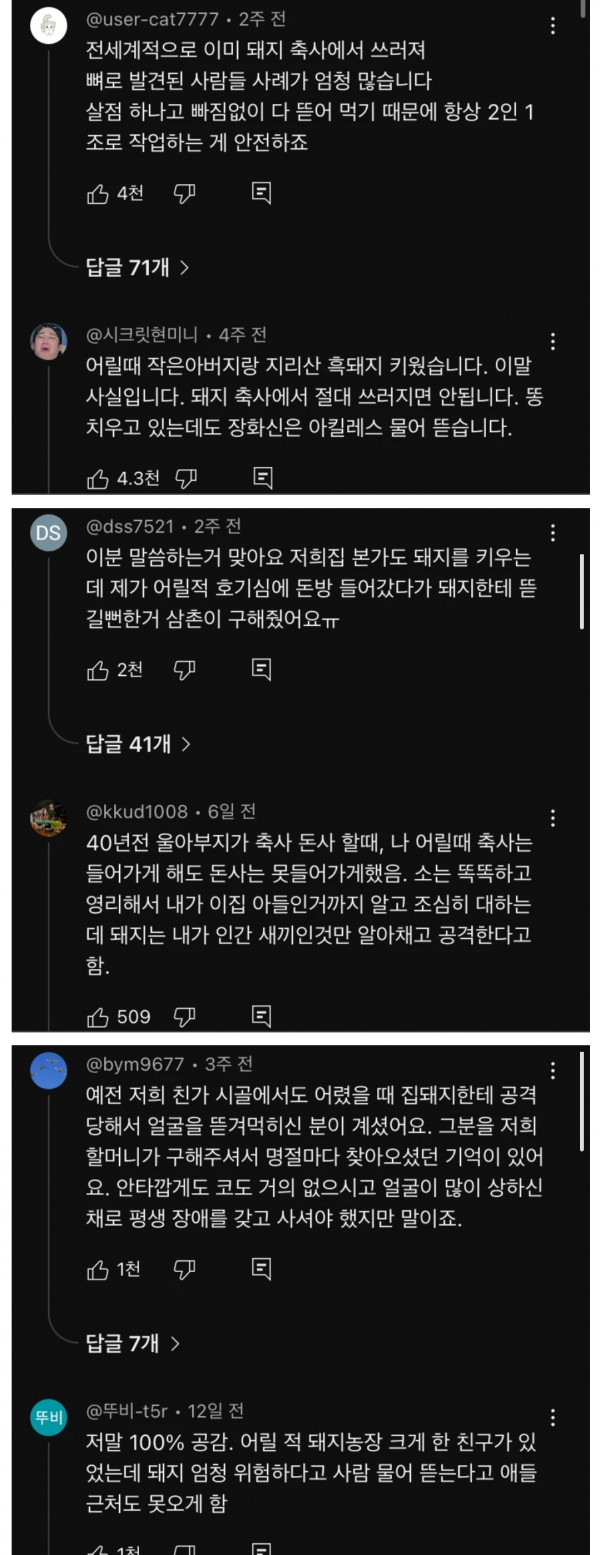 돼지의 위험성