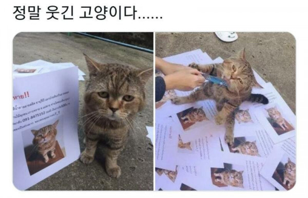 고양이 사라져서 전단지 뿌리는데