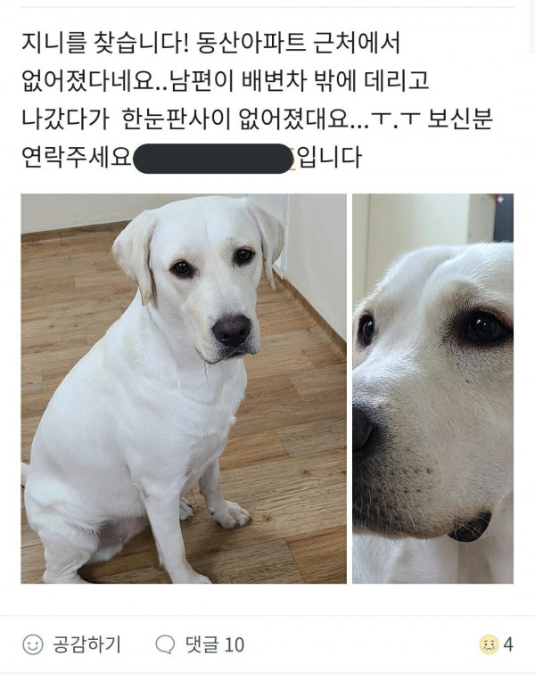 집 나간 강아지가 간 곳