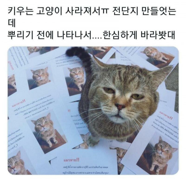 고양이 사라져서 전단지 뿌리는데