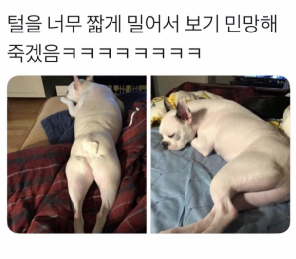 댕댕이 털을 밀었는데 보기가 좀 민망해;;;