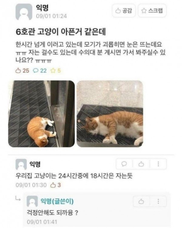 6호관 고양이