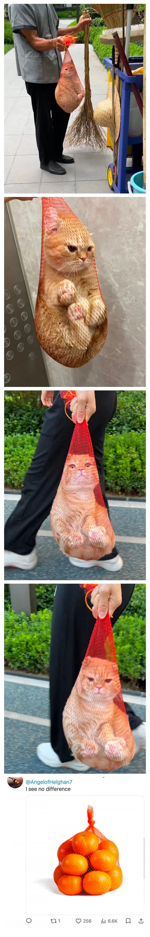 건물 청소부가 잡아준 집나간 고양이